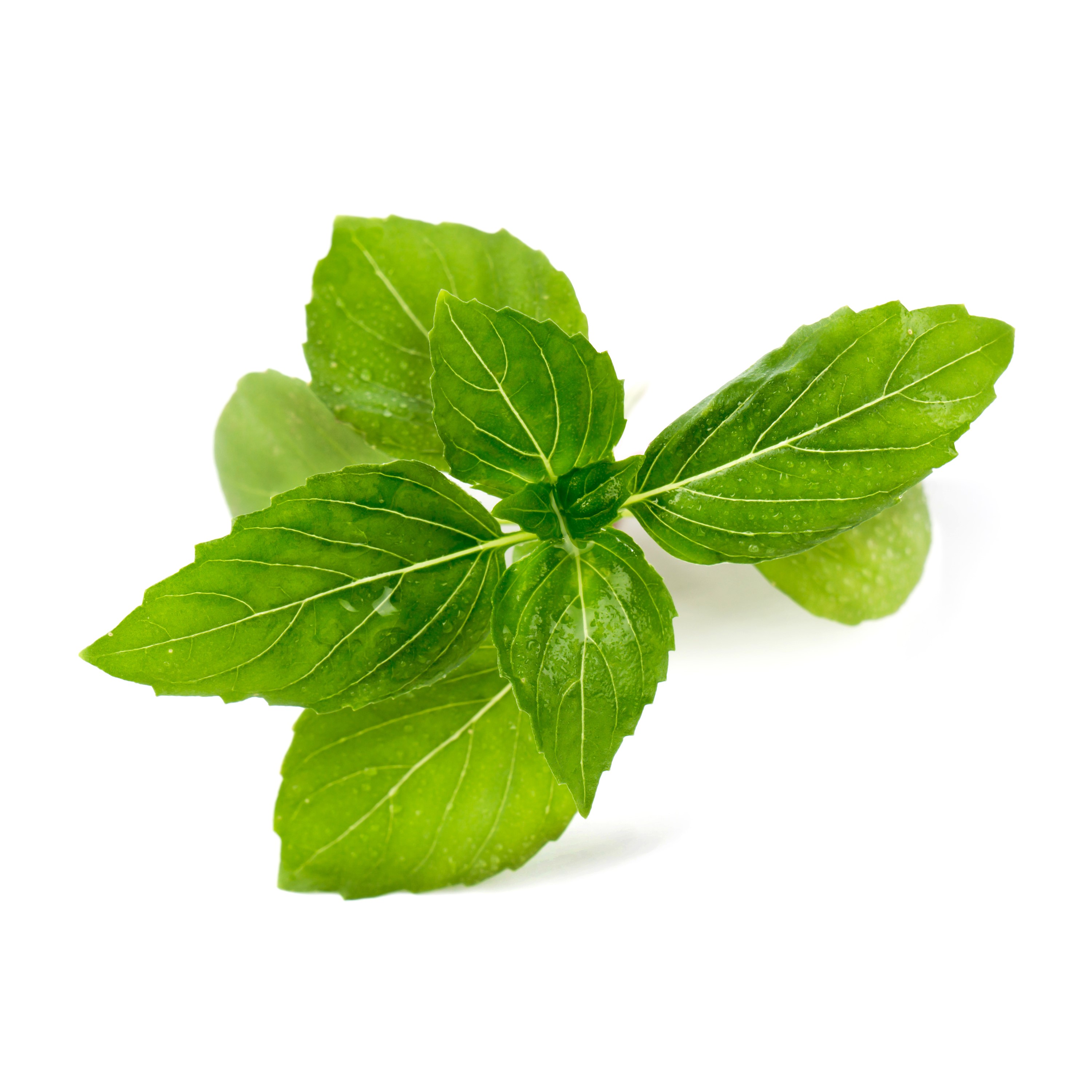 Канелен Босилек - Cinnamon Basil Organic | Trendo.bg